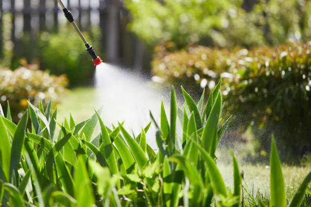 24/7 Emergency Termite Control experts in Bridgeport, IL